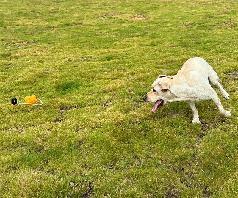 PROKEl Dog Rope Fetch Exercise ToyforMedium Large Aggressive Chewers BreedDogsChew Interactive Toys Training Tug Of WarBallsindoor And Outdoor Halloween Dogtoyorange Plain Indestructible Dogtoy Super