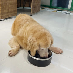 Dog Bowl, Stainless Steel Dog Food And Water Bowl With Non Slip Quiet Bottom, Easy To Clean, Dishwasher Safe, 42oz