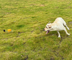 PROKEl Dog Rope Fetch Exercise ToyforMedium  Large Aggressive Chewers BreedDogsChew Interactive Toys Training Tug Of WarBallsindoor And Outdoor Halloween Dogtoyorange Plain Indestructible Dogtoy Super